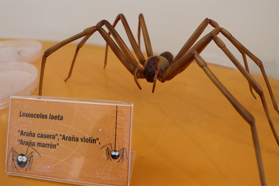 Araña casera: el riesgo silencioso que crece con el calor del verano